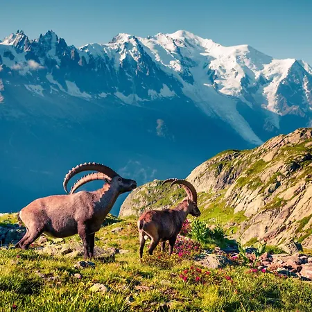 Grand Roc - Happy * Chamonix